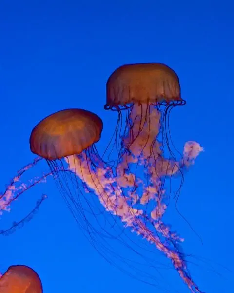 prevención ante las picaduras de medusas